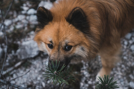Dog sniffing conifer branch