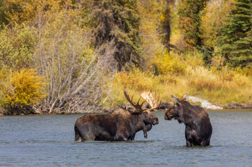 Bull and Cow Moose in the Rut  in Wyoming in Autumn