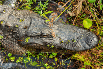 Portrait of the beautiful young American alligator or gator (Alligator mississippiensis) in Barataria, South of New Orleans, Louisiana, USA