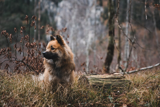 Funny dog in autumn forest