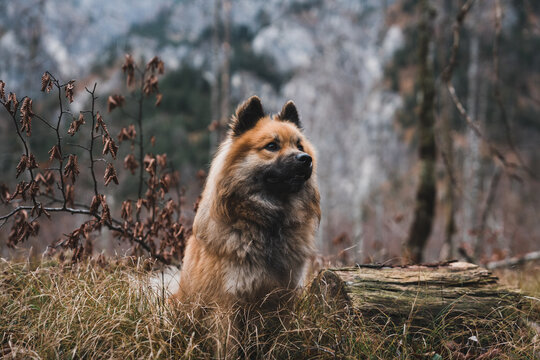 Funny dog in autumn forest