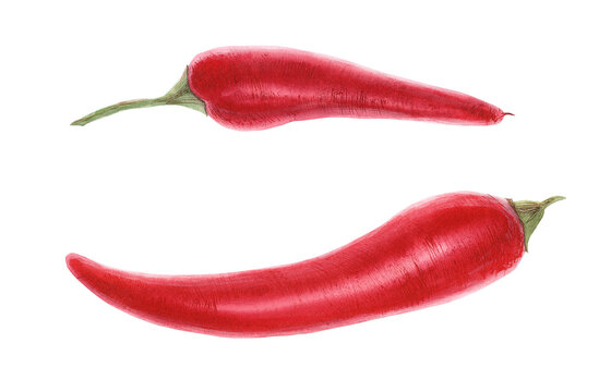 Modern watercolor botanical illustration of two red hot cayenne peppers