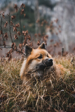 Funny dog in autumn forest