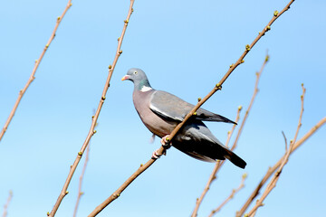 Common wood pigeon (Columba palumbus) on a branch tree