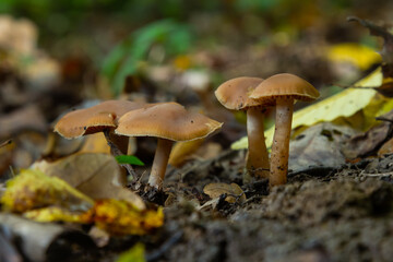 Gymnopus hariolorum mushrooms on the old stump