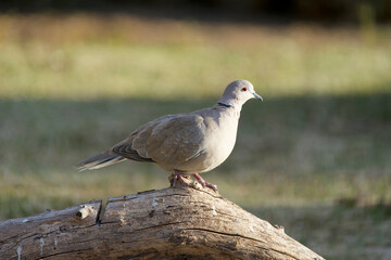 The Eurasian collared dove (Streptopelia decaocto) on a branch