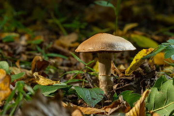 Gymnopus hariolorum mushrooms on the old stump