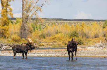 Bull and Cow Moose in the Rut  in Wyoming in Autumn