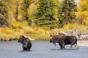 Bull and Cow Moose in the Rut  in Wyoming in Autumn