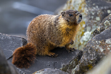 Yellow-bellied Marmot (Marmota flaviventris) on the Levee in Lewiston, ID