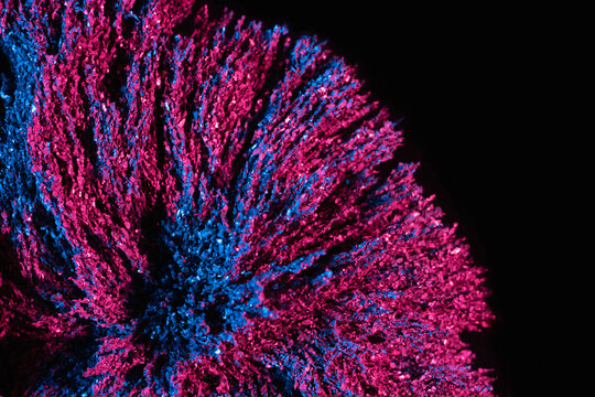 Ferrofluid illuminated with neon light