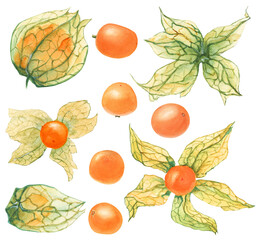 Botanical watercolor illustration. Fresh physalis fruits
