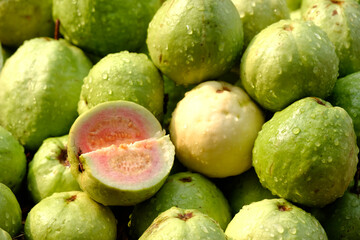 Organic guava fruit. green guava fruit hanging on tree in agriculture farm of India in harvesting season, This fruit contains a lot of vitamin C.