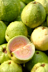 Organic guava fruit. green guava fruit hanging on tree in agriculture farm of India in harvesting season, This fruit contains a lot of vitamin C.