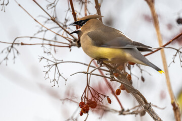 Fototapeta premium Cedar Waxwing (Bombycilla cedrorum) on the Search for Food