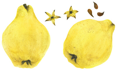 Two fresh yellow quince fruits, watercolor illustration