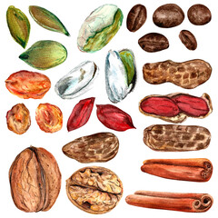 set of dried fruits pistachio, walnut, peanuts, raisins, cinnamon, coffee, pumpkin seeds watercolor