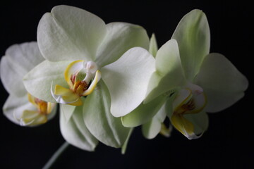 White orchid flowers against black background
