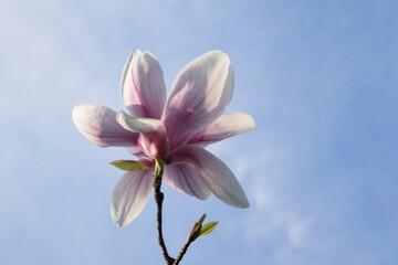 magnolia flower on a background of blue sky with sunny spring light