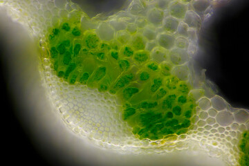 Microscopic view of Horsetail (Equisetum arvense) stem cross-section. Darkfield illumination.