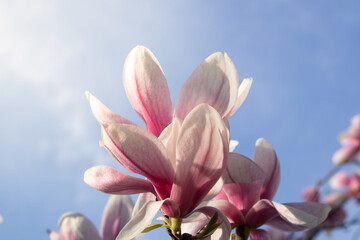 magnolia flower on a background of blue sky with sunny spring light.