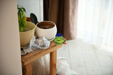 Close-up of empty ceramic pots, sprouted seedling of pepper and a paper packet with salad seeds on a wooden stool indoors. Copy space. Agriculture. Cultivating organic vegetables in home conditions