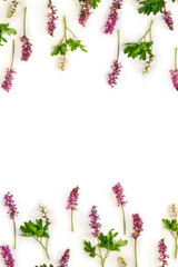 Spring decoration. Flowers violet pink hollowroot ( corydalis ) on a white background with space for text. Top view, flat lay
