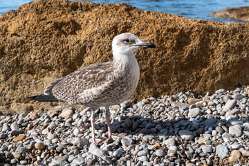 close-up shot of a gull on a pebble beach, Seabirds of the Mediterranean Coast in South of France