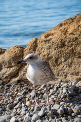 close-up shot of a gull on a pebble beach, Seabirds of the Mediterranean Coast in South of France