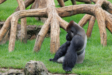 Western Lowland Gorilla on the Grass