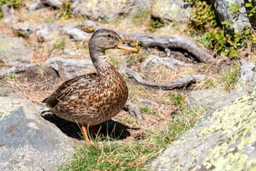 Duck roaming near Laurenti Lake in Ariege, Pyrenees, France, captured during summer.