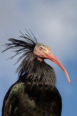Northern bald Ibis