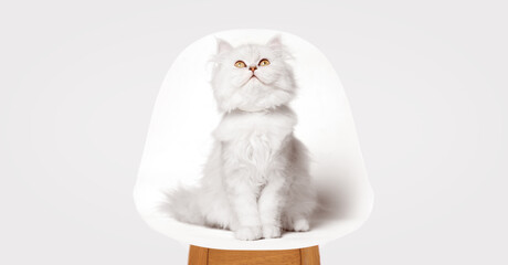 Funny large longhair white kitten with beautiful big eyes sitting on a chair. Free space for text. Gray background. © KDdesignphoto