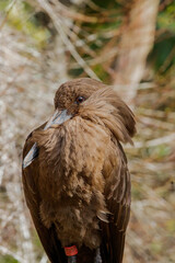Hamerkop