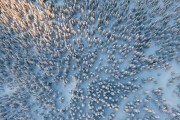 Sun beam. Top aerial view of trees covered in snow in the Carpathian mountains. Majestic background