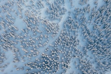 Top aerial view of trees covered in snow in the Carpathian mountains. Majestic background