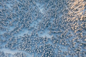 Sun beam. Top aerial view of trees covered in snow in the Carpathian mountains. Majestic background