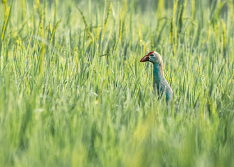 A purple Swamphen hidden in the green grass