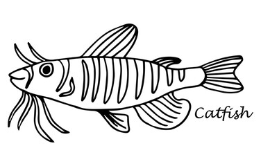 Catfish, Fish collection. Healthy lifestyle, delicious food. Hand-drawn images, black and white graphics.