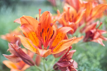 Fototapeta na wymiar orange lily flower