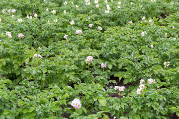 Vegetable garden planted with potatoes. Potato flowers and leaves. New harvest. Summer. Locally grown. Selective focus, defocus