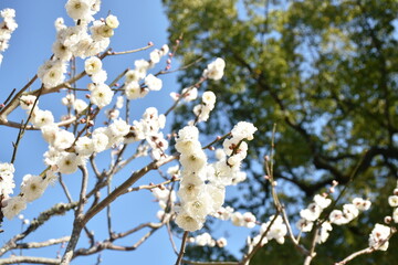 plum flower blossom blooming from branch in the park on Japan