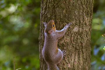 A beautiful close up of a squirrel in the wild