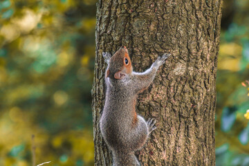 A stunning animal portrait of a grey squirrel in the forest.