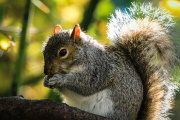 A stunning animal portrait of a grey squirrel in the forest.
