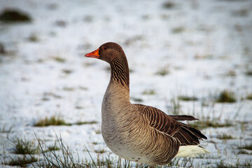 A beautiful animal portrait of a Goose.