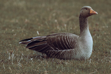 A beautiful animal portrait of a Goose.