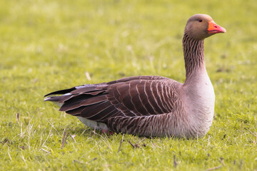 A beautiful animal portrait of a Goose.