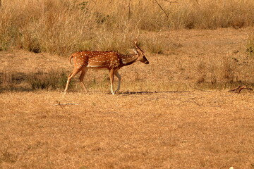 Male Chital deer