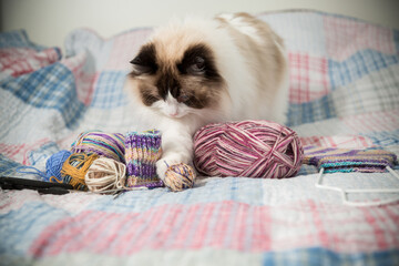Colored threads, knitting needles and other items for hand knitting and a cute domestic cat Ragdoll
